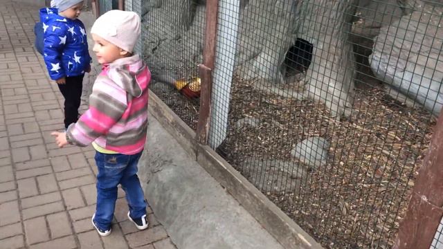 Киевский зоопарк нашли ПОПУГАЯ смотреть онлайн