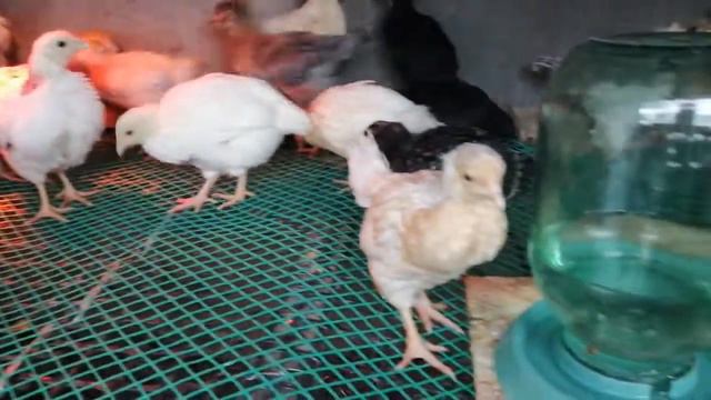 Цыплята на летнем содержании🐥🐥🐥Живём в Краснодарском крае 🌻🌻🌻 смотреть онлайн