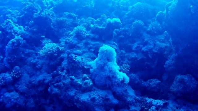 Scuba Diving | Sharks Bay | Sharm El Sheikh | Egypt | 2017 смотреть онлайн