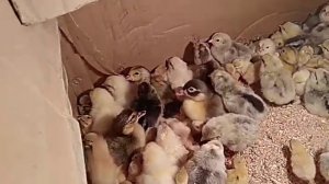 Цыплята Борковская Барвистая: деление по полу