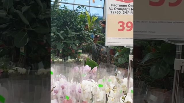 Обзор орхидей в Материке на 22.02.2022. Минск. смотреть онлайн