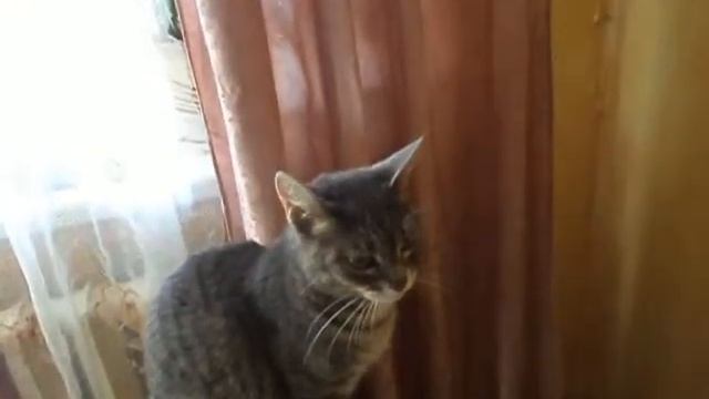 Внимание кошки понимают человеческую речь. смотреть онлайн