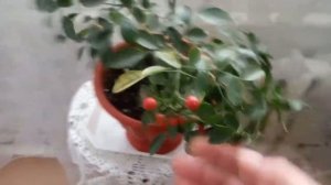 Мурайя — выращивание из семян дома