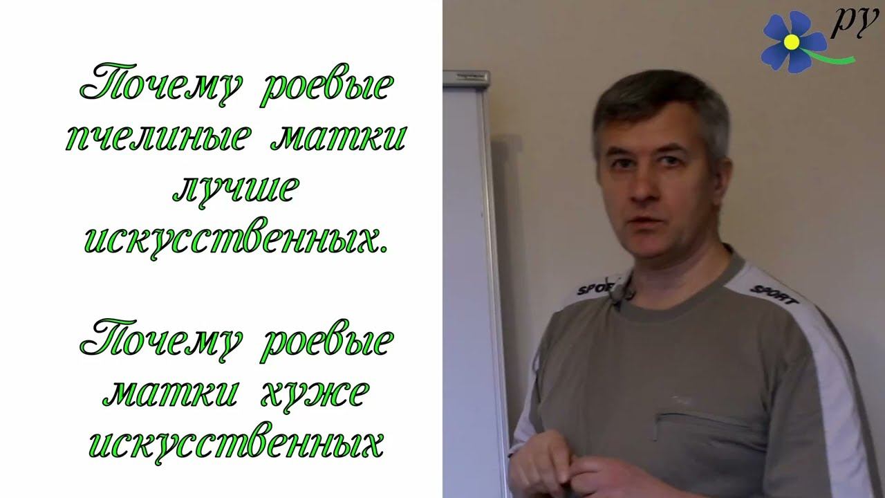 Какие пчелиные матки лучше: роевые или искусственные? смотреть онлайн