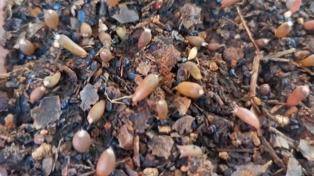 Germinar semillas de biznagas gigantes (echinocactus platyacanthus y grusonii) peligro de extinción смотреть онлайн