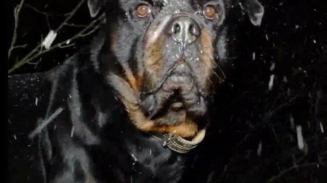 ПРОГУЛКИ ПРИ ЛЮБОЙ ПОГОДЕ.Прогулочная дрессировка ротвейлера смотреть онлайн