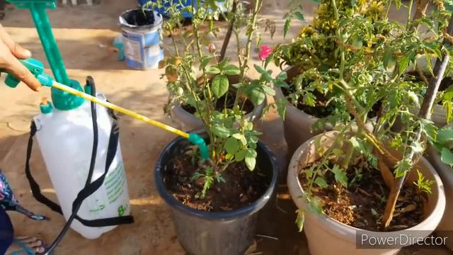 ఈ రోజు కోడిగుడ్లు నూనెలతో పోషక ద్రావణం #OrganicLiquidfertilizer #eggoilemulsion #Liquidfertilizer