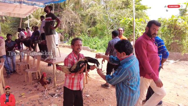 ಜೀವನದಲ್ಲಿ ಒಮ್ಮೆ ನೋಡಿ ಮಂಗಳೂರಿನ ಪ್ರಸಿದ್ಧ ಕೋಳಿ ಕುಸ್ತಿ | ಕೋರಿದ ಕಟ್ಟ | cock fight | roosterfight смотреть онлайн