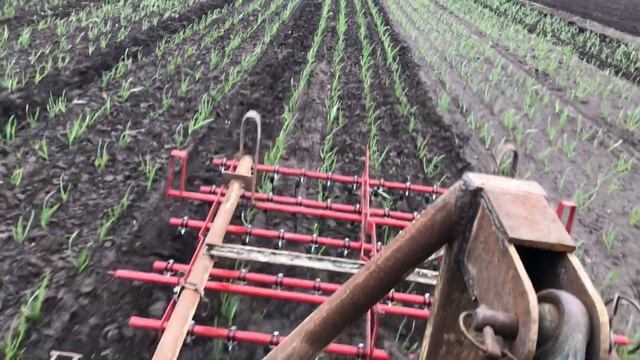 Боронование чеснока штригельной бороной смотреть онлайн