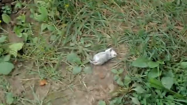 Стихотворение мыши смотреть онлайн