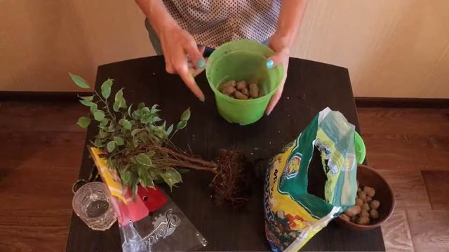 Фикус Бенджамина Кинки /Пересадка / Комнатные растения смотреть онлайн