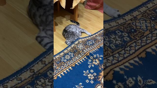 Приключения кота и крышки от ручки смотреть онлайн