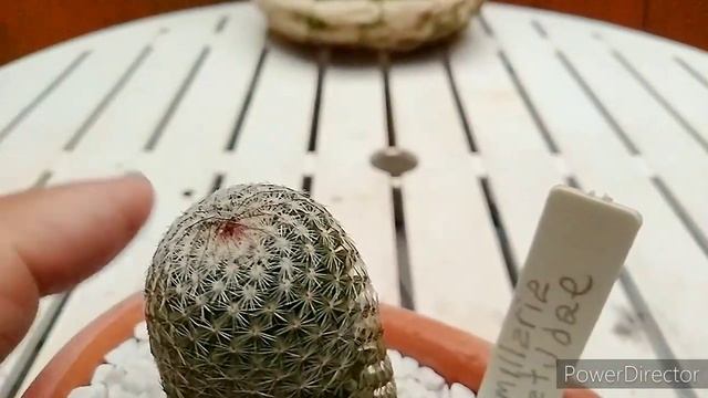 Cacto Mammillaria Matudae, Qual o Cacto ?.. смотреть онлайн