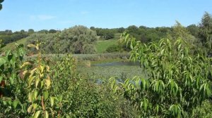 Абрикос ФАРАЛИЯ/ Неприхотливый в выращивании. Красивый оригинальный вид и  высокое качество плодов