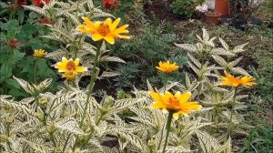 Гелиопсис подсолнечниковый Лорейн Саншайн