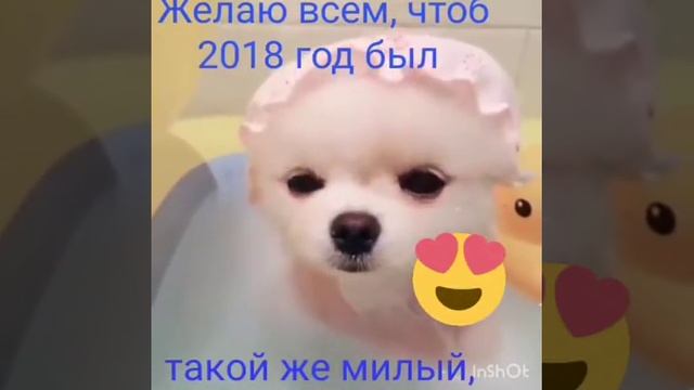 Милый мой щенок которого мне подарили смотреть онлайн