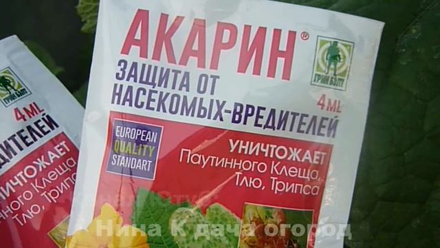 Увидите такое в теплице на огурцах, срочно обработайте от паутинного клеща! Паутинный клещ смотреть онлайн