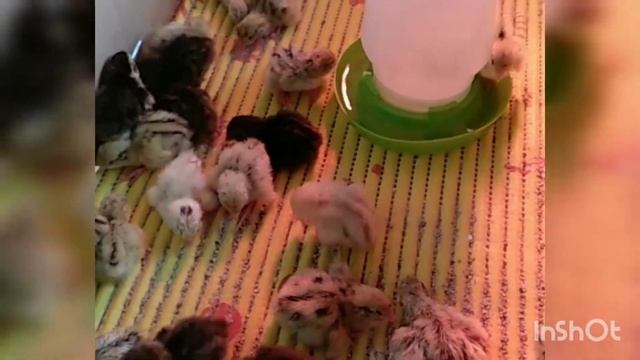 Содержание перепелов и уход смотреть онлайн