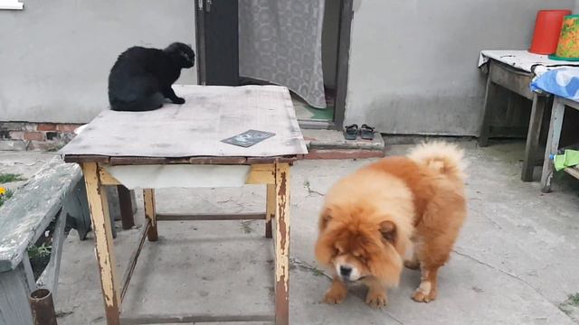 Чау-чау зовёт кошку играться смотреть онлайн