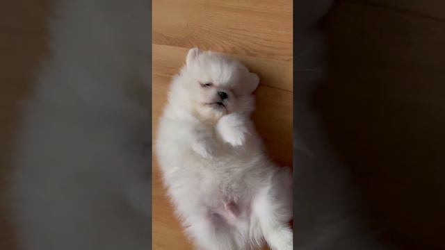 Немецкий шпиц 1,5 месяца #шпиц #шпицнемецкий #щенок #puppy #dog смотреть онлайн