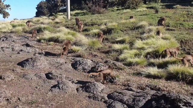 The Unique Baboons-Gelada, Ethiopia