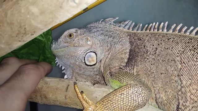 Сбежавшая игуана вернулась | Не ела 1,5 месяца | Эсмпральда одичала и капризничает | Террариумистик смотреть онлайн