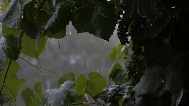 GENTLY RAIN SOUND IN THE VILLAGE I Звук дождя в деревне I for deep sleep, relax, study, meditation смотреть онлайн