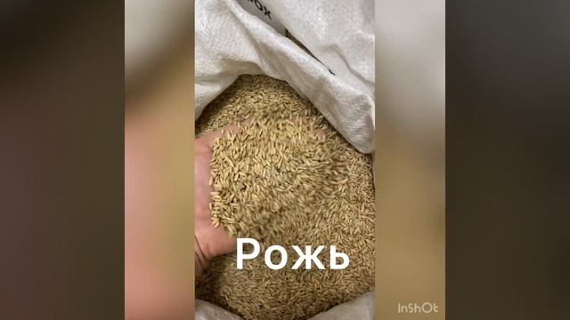 Рожь как сидерат обогащает почву азотом, фосфором и калием. Отличный разрыхлитель почвы. смотреть онлайн