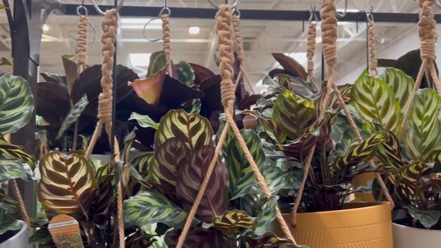 Huge Plant Shipment | Chaotic Plant Shopping! Something New as well Plants in Clearance at Lowes смотреть онлайн