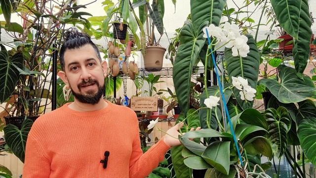 Phalaenopsis Orchid Review | 8 Years Later | Blooms | Multiple Orchids | Moth Orchid смотреть онлайн