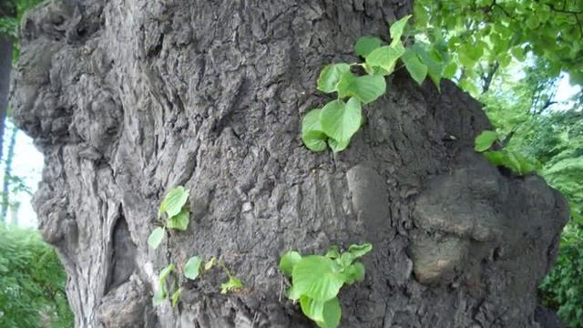 Зарисовка "Летний сад" смотреть онлайн