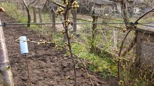 Формировка UFO, черешни