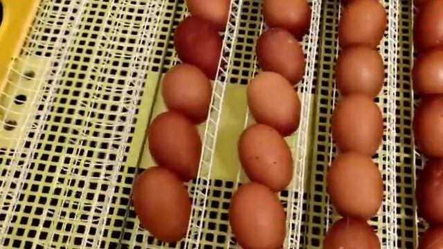 КУРЫ ПОРОДЫ МАРАН! ИНКУБАЦИЯ ЯИЦ. МАРАН ЧЁРНО МЕДНЫЙ! ЛУЧШИЙ ИНКУБАТОР. РАБОЧИЙ РЕЖИМ ИНКУБАЦИИ. смотреть онлайн