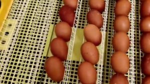 КУРЫ ПОРОДЫ МАРАН! ИНКУБАЦИЯ ЯИЦ. МАРАН ЧЁРНО МЕДНЫЙ! ЛУЧШИЙ ИНКУБАТОР. РАБОЧИЙ РЕЖИМ ИНКУБАЦИИ.