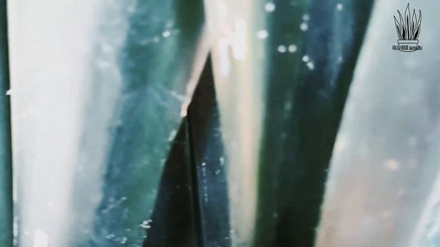 Sansevieria Nelsonii, (Whitney fake) meski kw tapi tetap oke смотреть онлайн