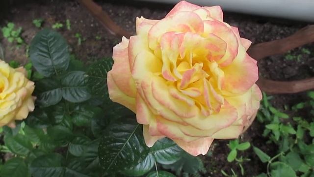 Роза сорт 'Ambiance смотреть онлайн