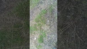 что делать если залило свечу на бензопиле партнёр часть вторая