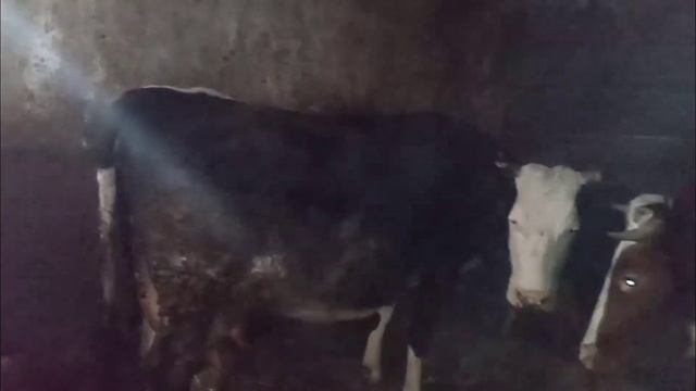 отелилась Ромашка первістка. Красиве теля. смотреть онлайн