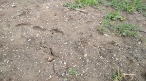 Как выкопать пруд на участке и поднять участок