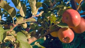 Яблоня Фуджи?