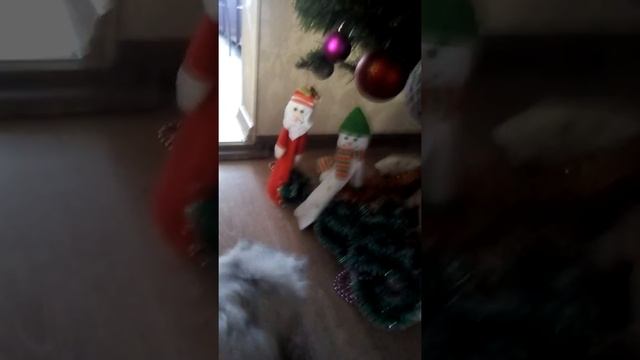 Рассказ о котёнке смотреть онлайн