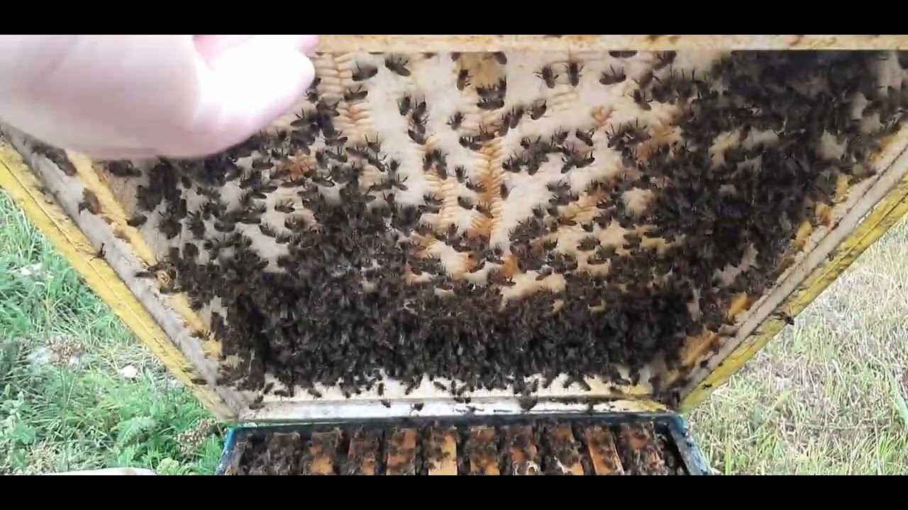 клеша в этом году много .... заносят из окружаюшей природы