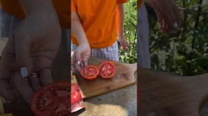 Обзор томата Полбиг Голландия от агрофирмы Гавриш | пробуем на вкус