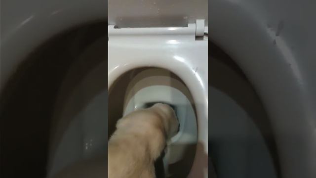 Кошка в туалете😂 смотреть онлайн