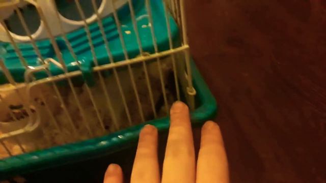 Сирийские хомяки вторая часть смотреть онлайн