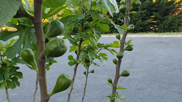 Инжир скоро поспеет в Стамбуле смотреть онлайн