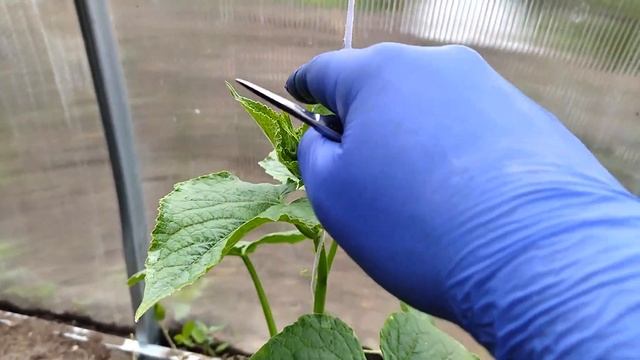 Джунглей в теплице не будет, а огурцы завалят урожаем - формирую в 1 стебель смотреть онлайн