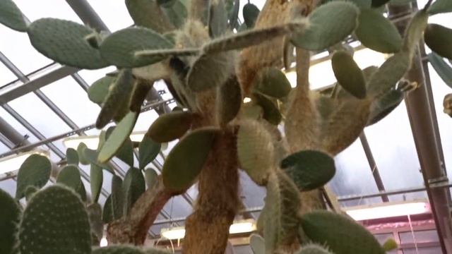 Ботанический сад Петра Великого