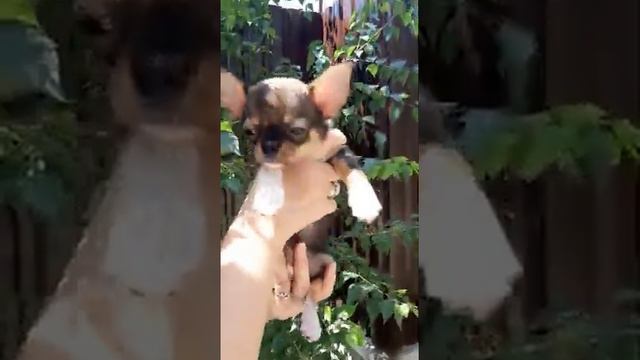 Шикарный Гайдар продажа чихуахуа питомник Кастропуло 89787458062 видео от заводчика смотреть онлайн
