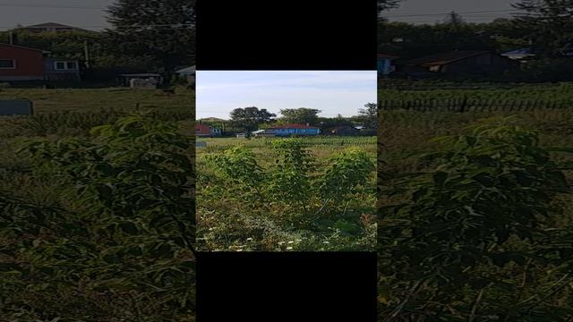 Булгаково затопит. Засыпали овраг смотреть онлайн